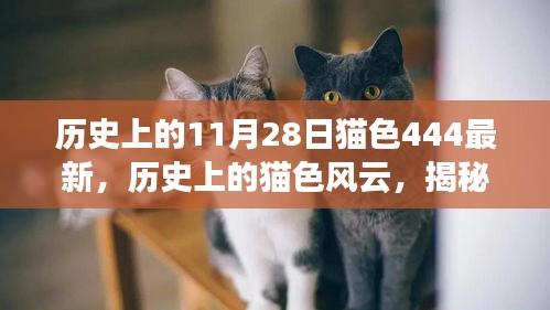 揭秘历史上的猫色风云，揭秘11月28日猫色风云事件回顾与揭秘最新进展