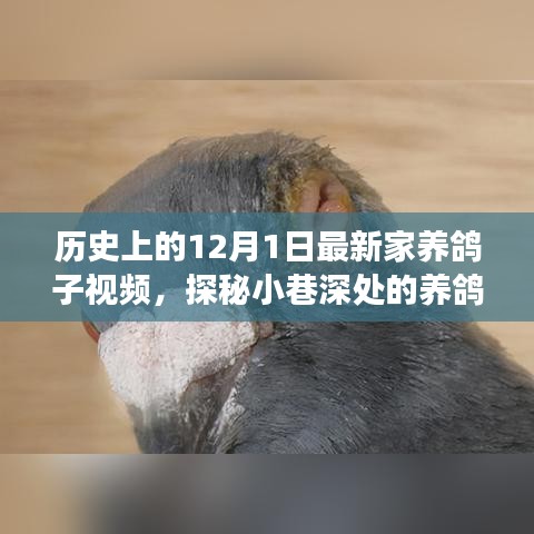 探秘小巷深处的养鸽秘境，家养鸽子视频的新篇章（温馨故事）