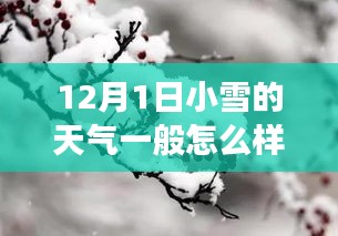 12月1日小雪踏雪之旅，探索冬日静美，小雪之美的探索之旅