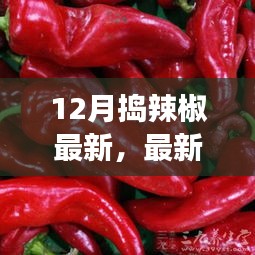 12月高效捣辣椒最新指南，制作美味辣椒的技巧与步骤