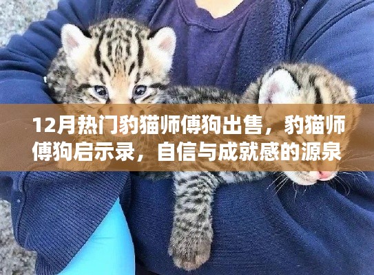 12月热门豹猫师傅狗，成长引领与自信源泉的启示录