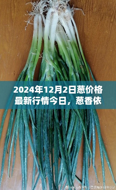 2024年12月2日大葱市场行情解析，葱香依旧，深度剖析市场走势