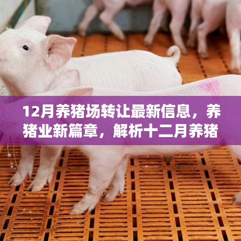 12月养猪场转让最新动态，开启养猪业新篇章，深度解析各方观点