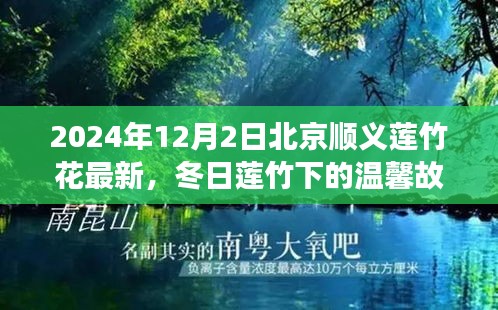 冬日莲竹花盛宴，北京顺义莲竹下的深厚友情与温馨故事（2024年12月2日）