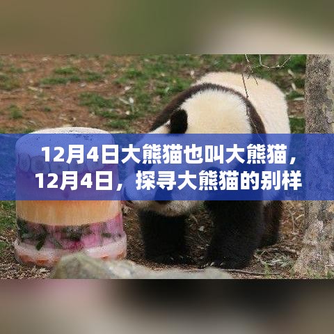 探寻大熊猫的别样魅力，从名称到大自然宠儿的探索之旅（12月4日）