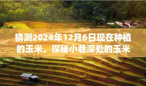 探秘未来玉米秘境，预见2024年12月6日玉米种植之旅的奥秘与味道