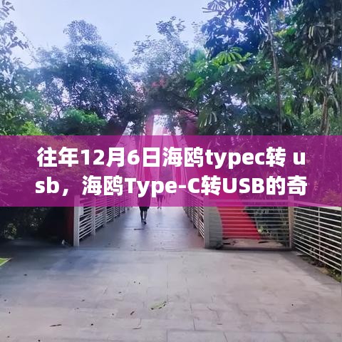 海鸥Type-C转USB的奇妙日常，纽带般的友谊与爱之传递