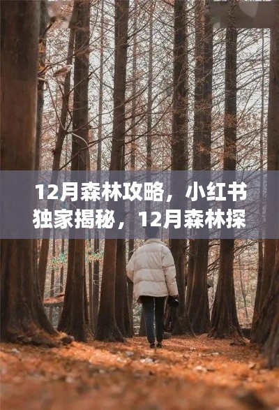 小红书独家揭秘，12月森林探险攻略，开启冬日魔法之旅的秘籍！