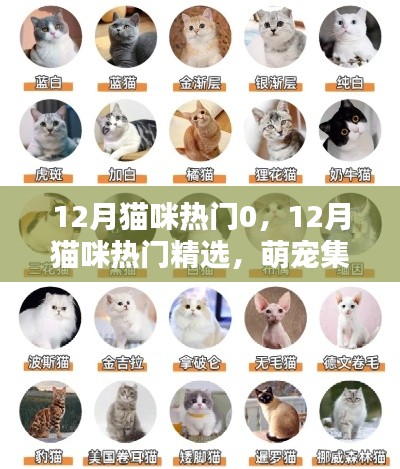 萌宠集结！12月猫咪热门精选，冬日温暖必备！