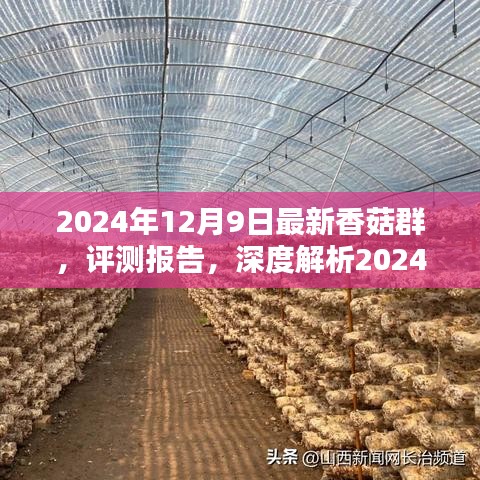 2024年最新香菇群产品评测报告，深度解析产品特性与使用体验