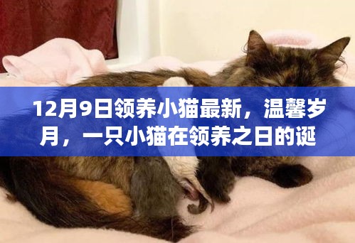 温馨岁月，小猫领养日的故事——诞生与成长的见证