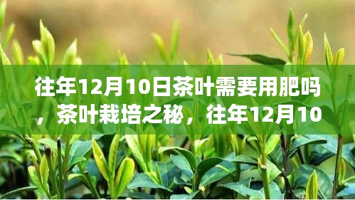 往年12月10日茶叶施肥探讨，栽培之秘与是否需要施肥的探讨