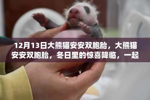 大熊猫安安双胞胎诞生记，冬日惊喜与生命奇迹