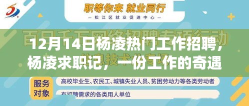 杨凌求职奇遇，工作招聘与友情的温暖纪事（12月14日）