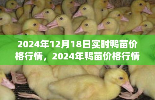 2024年鸭苗价格行情纪实，市场波澜与产业影响