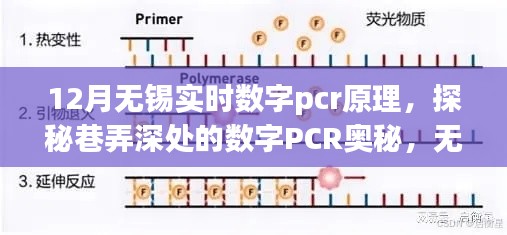 揭秘无锡十二月特色小店，数字PCR奥秘之旅