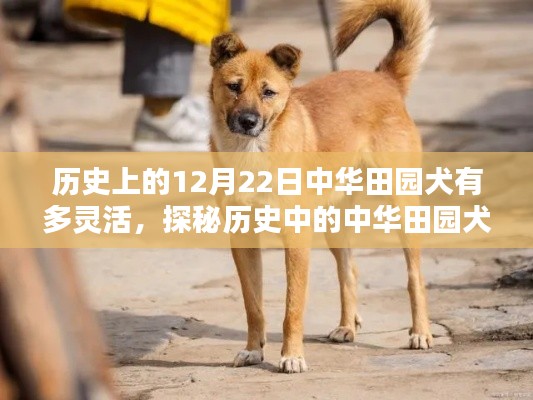 探秘历史上的中华田园犬灵活身姿，犬艺小馆见证犬之灵动——12月22日特别篇