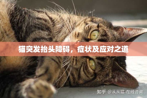 猫突发抬头障碍，症状及应对之道