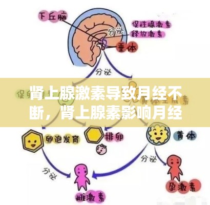 肾上腺激素导致月经不断，肾上腺素影响月经 