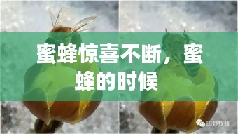 蜜蜂惊喜不断，蜜蜂的时候 