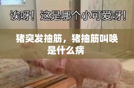 猪突发抽筋，猪抽筋叫唤是什么病 