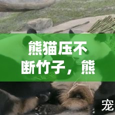 熊猫压不断竹子，熊猫被竹子砸到一瞬间 