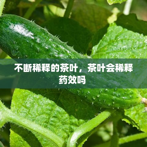 不断稀释的茶叶，茶叶会稀释药效吗 