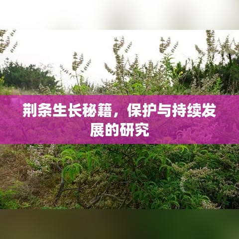 荆条生长秘籍，保护与持续发展的研究