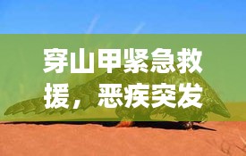 穿山甲紧急救援，恶疾突发，生死时速！