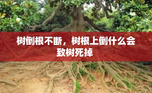 树倒根不断，树根上倒什么会致树死掉 