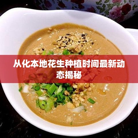 从化本地花生种植时间最新动态揭秘