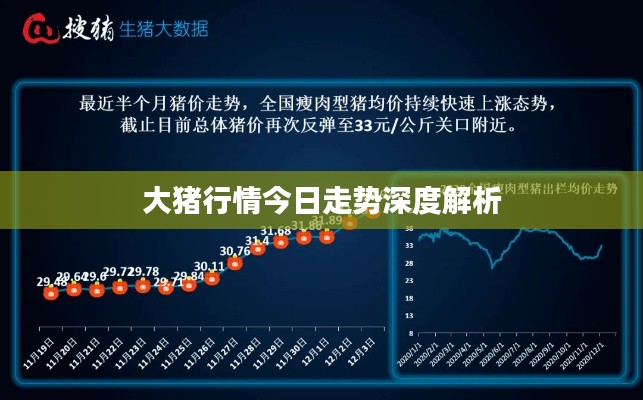 大猪行情今日走势深度解析