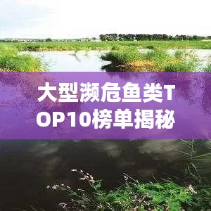 大型濒危鱼类TOP10榜单揭秘，珍稀水生生物的生存现状与挑战全解析