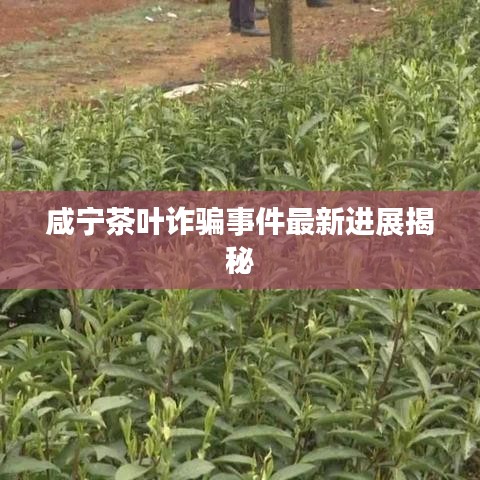 咸宁茶叶诈骗事件最新进展揭秘