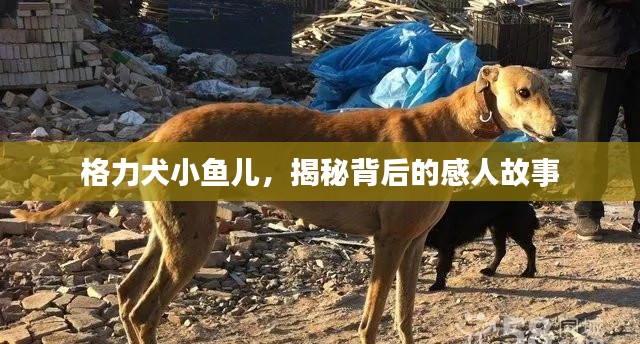 格力犬小鱼儿，揭秘背后的感人故事