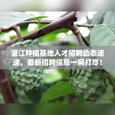 湛江种植基地人才招聘动态速递，最新招聘信息一网打尽！