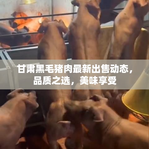 甘肃黑毛猪肉最新出售动态，品质之选，美味享受