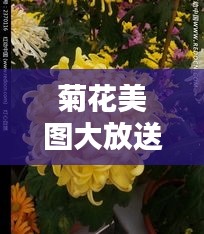 菊花美图大放送，百度带你欣赏高清花卉摄影