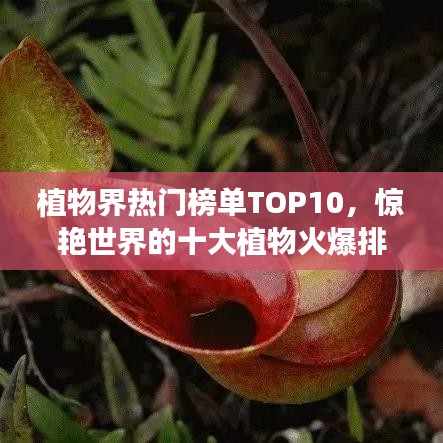 植物界热门榜单TOP10，惊艳世界的十大植物火爆排名