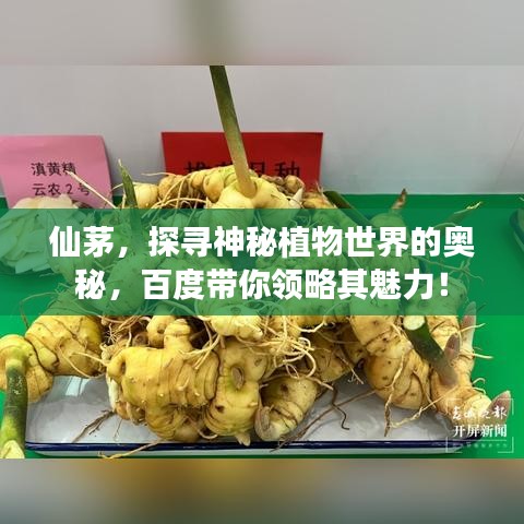 仙茅，探寻神秘植物世界的奥秘，百度带你领略其魅力！