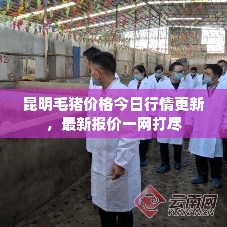 昆明毛猪价格今日行情更新，最新报价一网打尽