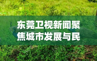 东莞卫视新闻聚焦城市发展与民生改善的最新动态