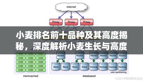 小麦排名前十品种及其高度揭秘，深度解析小麦生长与高度关系