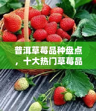 普洱草莓品种盘点，十大热门草莓品种推荐