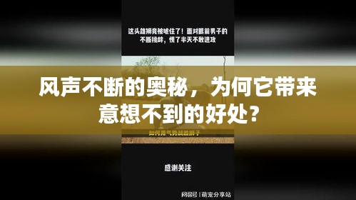 风声不断的奥秘，为何它带来意想不到的好处？