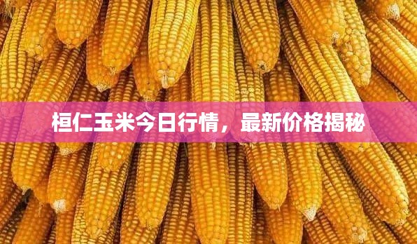 桓仁玉米今日行情，最新价格揭秘