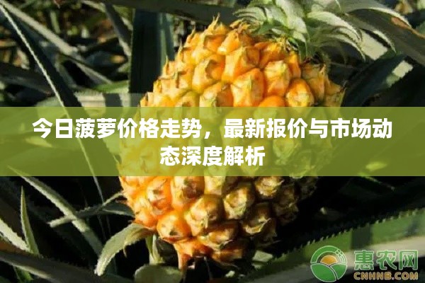 今日菠萝价格走势，最新报价与市场动态深度解析