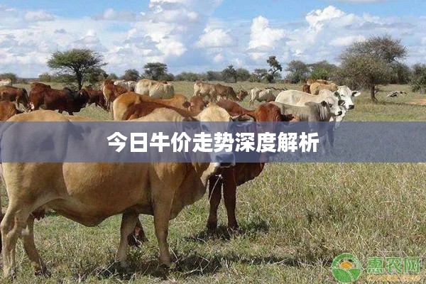 今日牛价走势深度解析