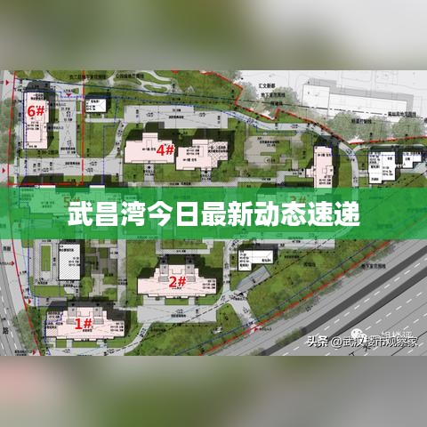 武昌湾今日最新动态速递