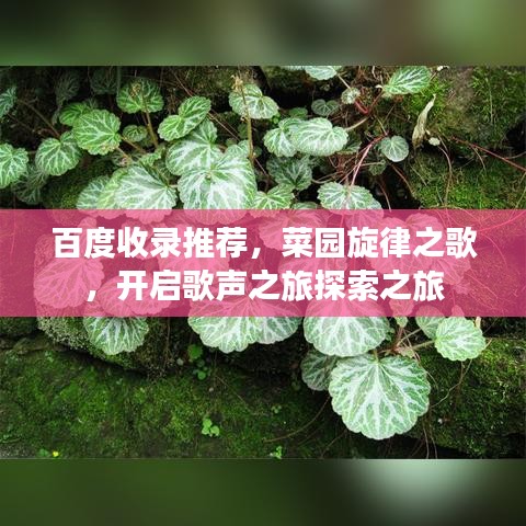 百度收录推荐，菜园旋律之歌，开启歌声之旅探索之旅